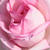 Różowy  - Róża wielkokwiatowa - Hybrid Tea - Madame Maurice de Luze